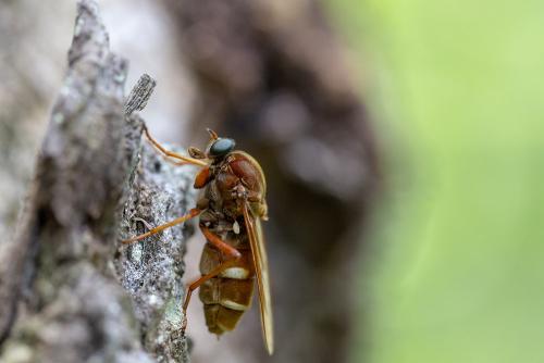 Coenomyia ferruginea